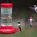 Ruby Throated Hummingbird 