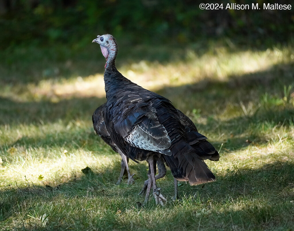 Wild Turkey by falcon11