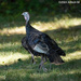 Wild Turkey by falcon11