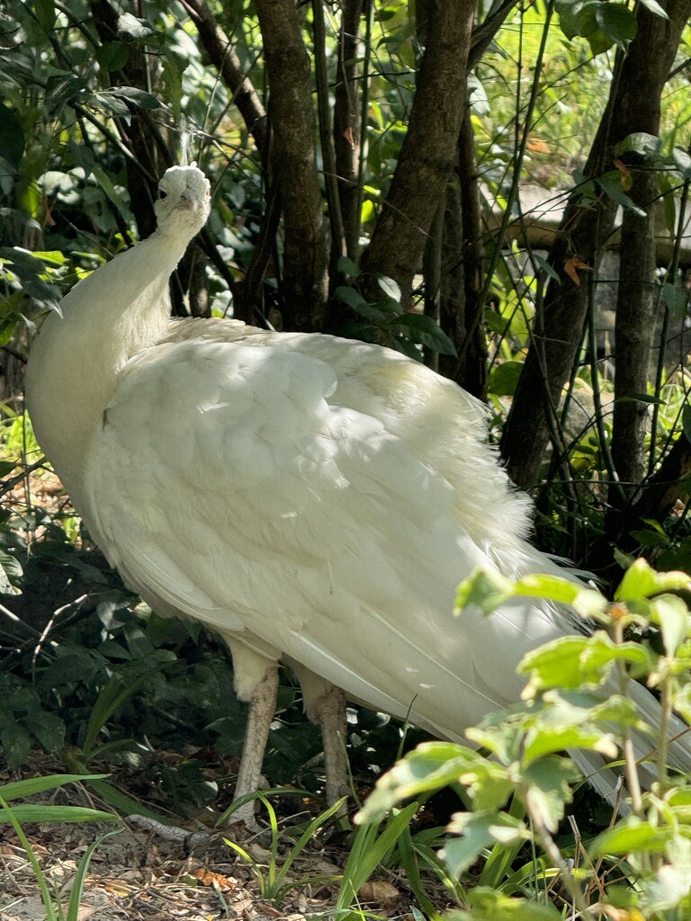 White Peacock by lisab514