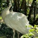 White Peacock