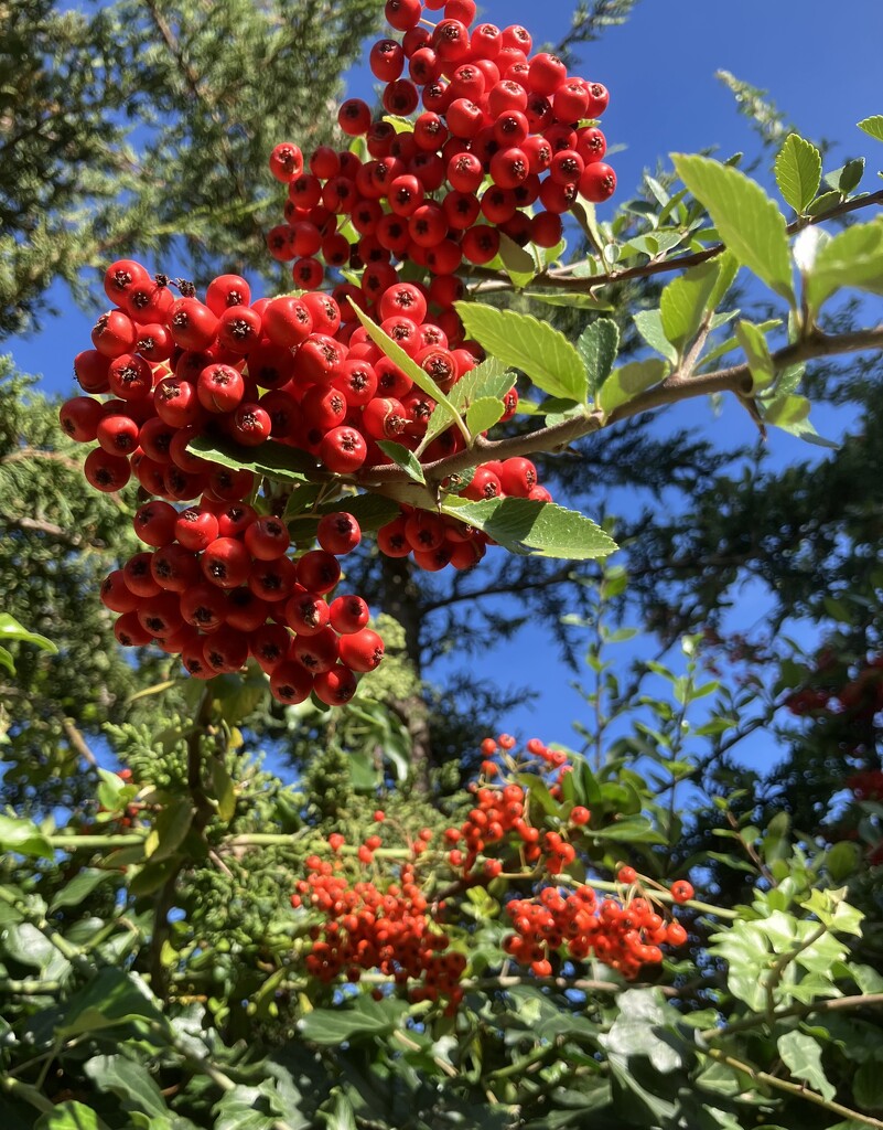 Pyracantha Berries  by g3xbm