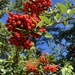 Pyracantha Berries 