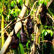 16th Sep 2024 - Sleeping Bats ~