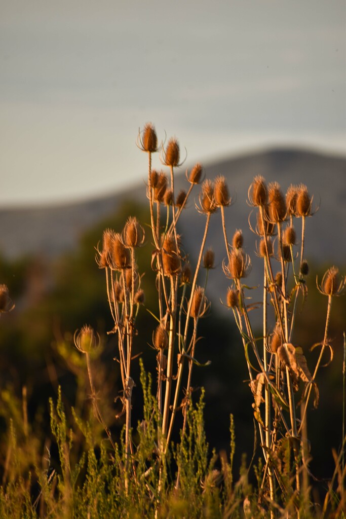 Teasel At The Golden Hour by bjywamer