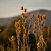 Teasel At The Golden Hour