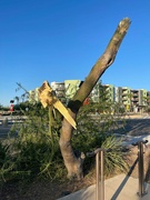 2nd Sep 2024 - 9 2 Windstorm damage