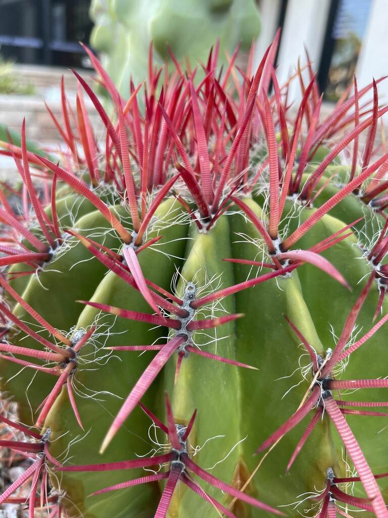 9 2 Cactus with Red thorns by sandlily