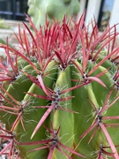 2nd Sep 2024 - 9 2 Cactus with Red thorns