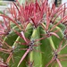 9 2 Cactus with Red thorns by sandlily