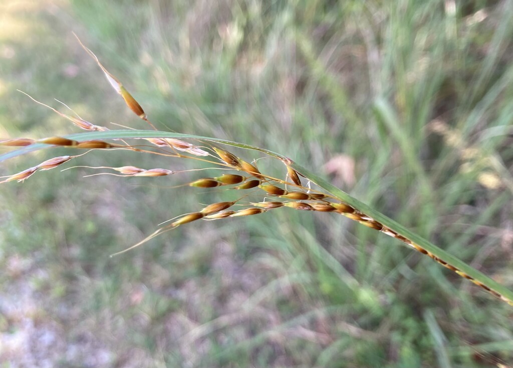 indian feather grass by wiesnerbeth