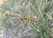 15th Sep 2024 - indian feather grass