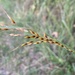 indian feather grass