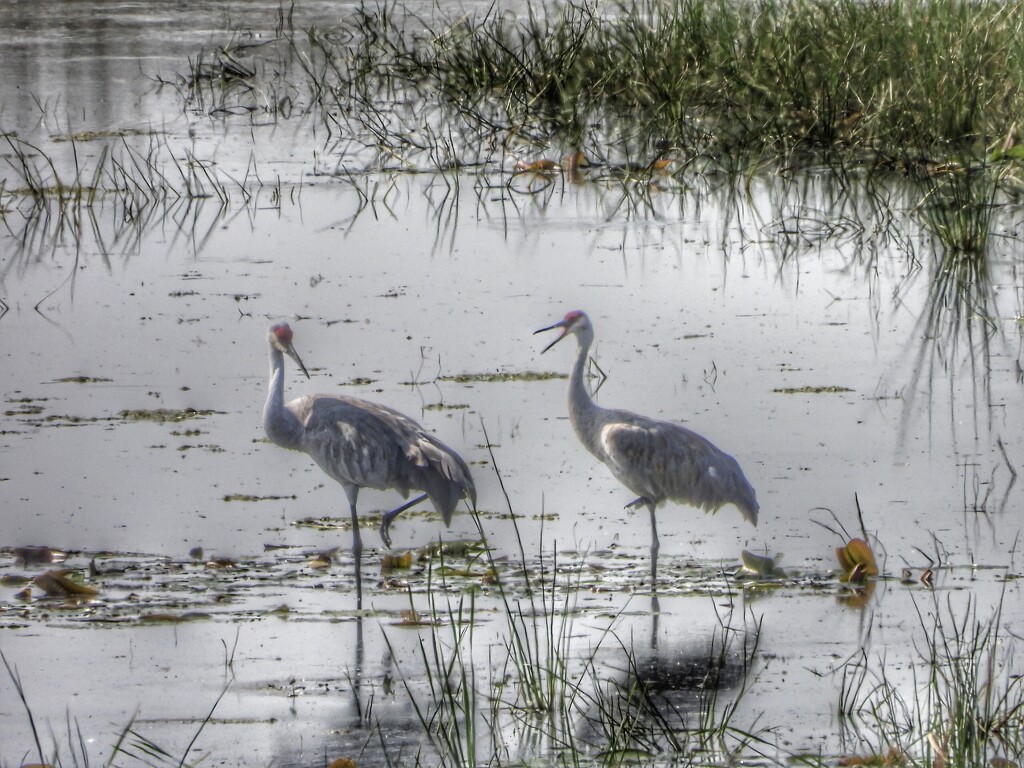 crane duo by amyk