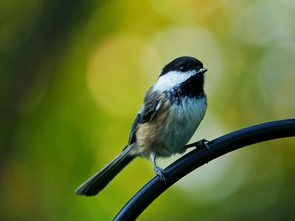 Sweet little Chickadee by ljmanning