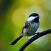 Sweet little Chickadee by ljmanning