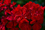 15th Sep 2024 - Red Geranium