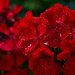 Red Geranium