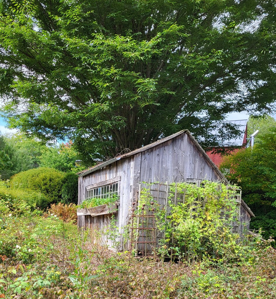 Rundown shack by paulabriggs