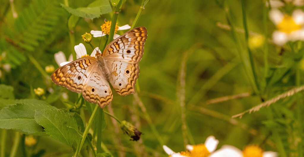 White Peacock Butterfly! by rickster549