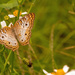 White Peacock Butterfly!