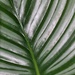 Leaf pattern