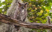 15th Sep 2024 - Great Horned Owl, Juvenile!