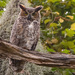 Great Horned Owl, Juvenile!