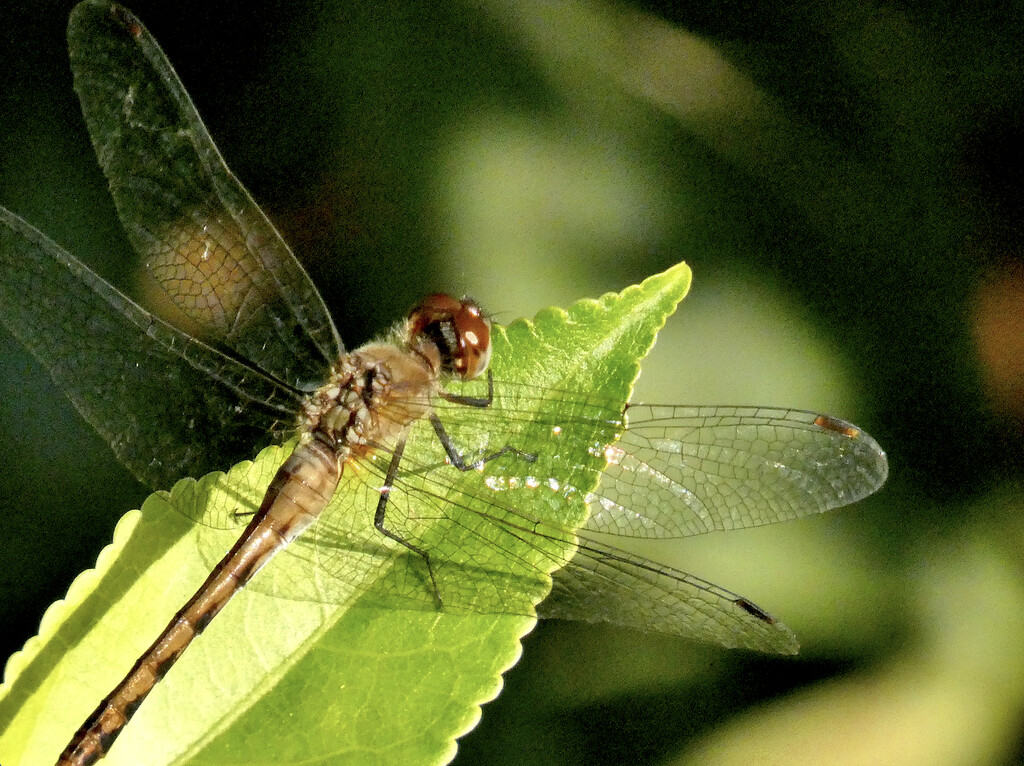 Autumn Meadowhawk 9-13-2024 by alblueheron