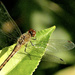 Autumn Meadowhawk 9-13-2024