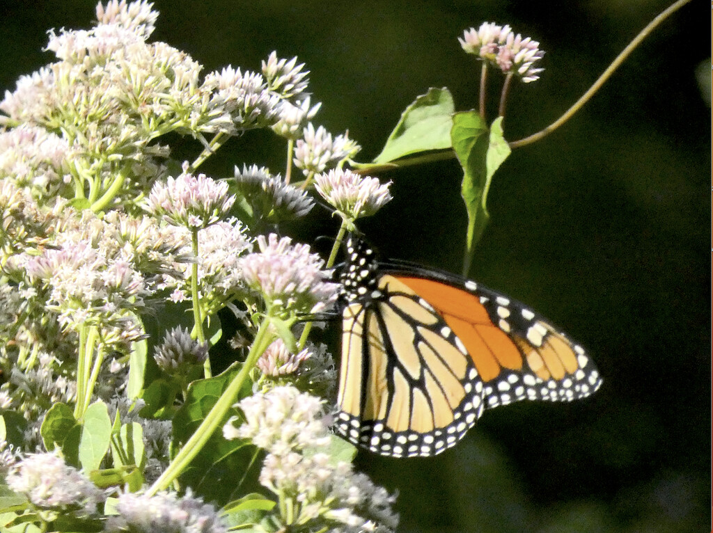 Monardh on Joe Pye Weed 09-10-2024 by alblueheron