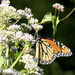 Monardh on Joe Pye Weed 09-10-2024 by alblueheron