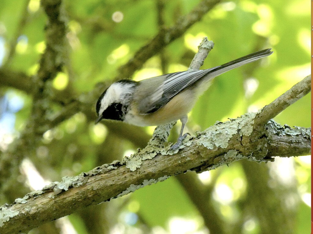 Black-capped Chickadee 09-09-2024 by alblueheron