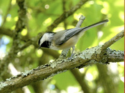 9th Sep 2024 - Black-capped Chickadee 09-09-2024