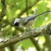 Black-capped Chickadee 09-09-2024 by alblueheron