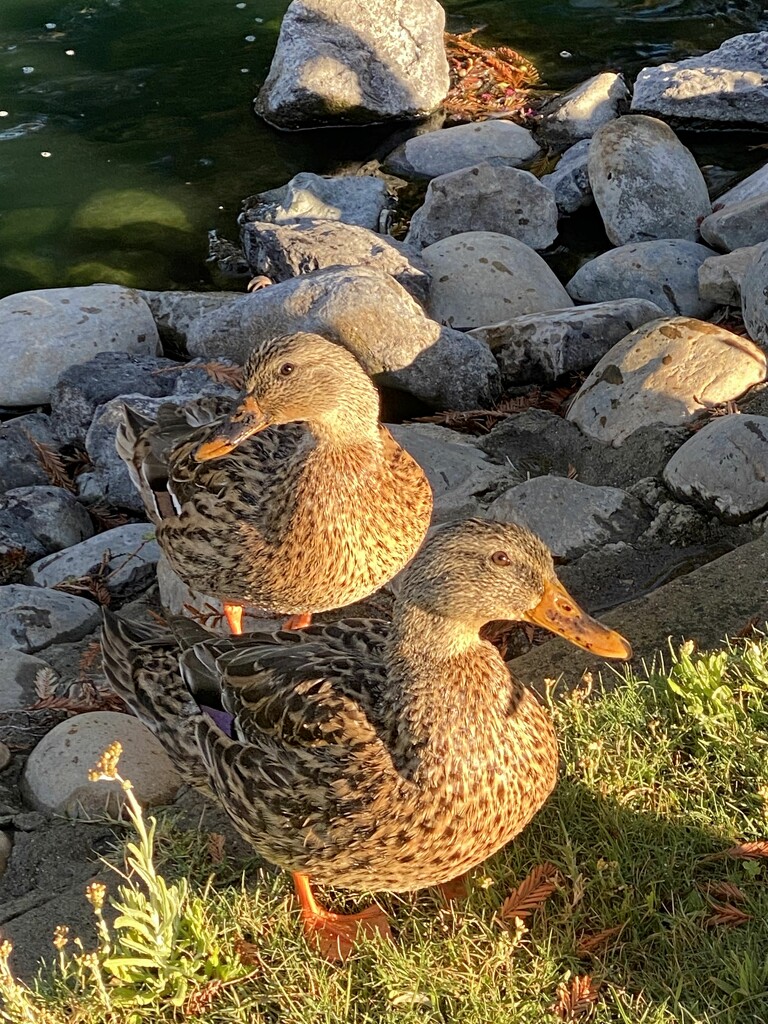 Morning Quackers by joysfocus