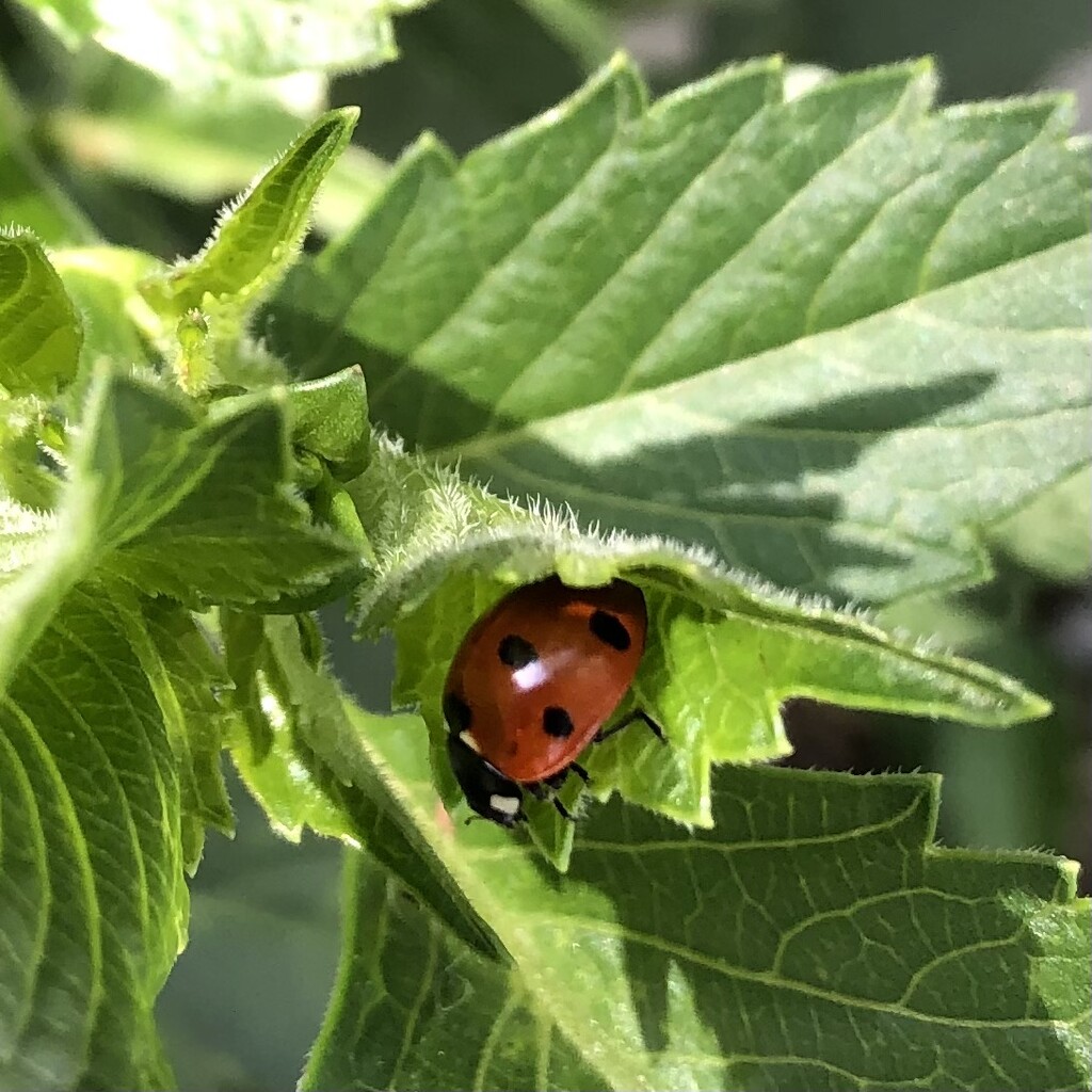 Ladybug  by dailypix