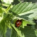 Ladybug 