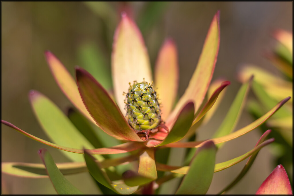 Such a strange looking cone by ludwigsdiana