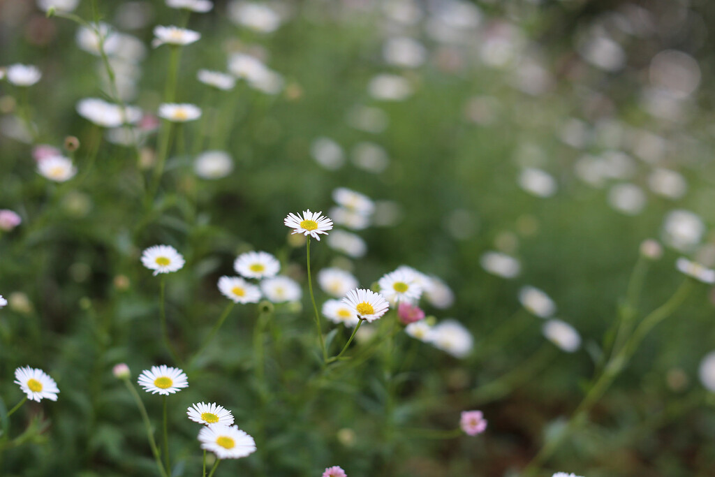 Daisies by jeneurell