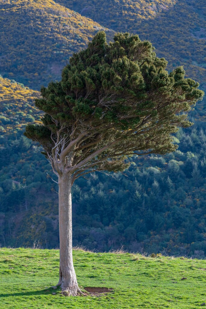 Ok, Another tree by yaorenliu