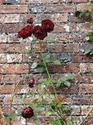 16th Sep 2024 - The Dark Rose....