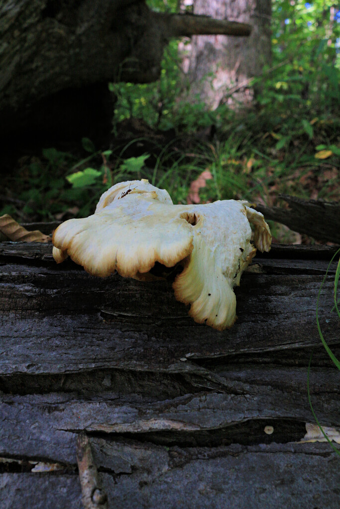 Exhausted Creature Climbing Over a Log by juliedduncan