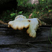 Exhausted Creature Climbing Over a Log