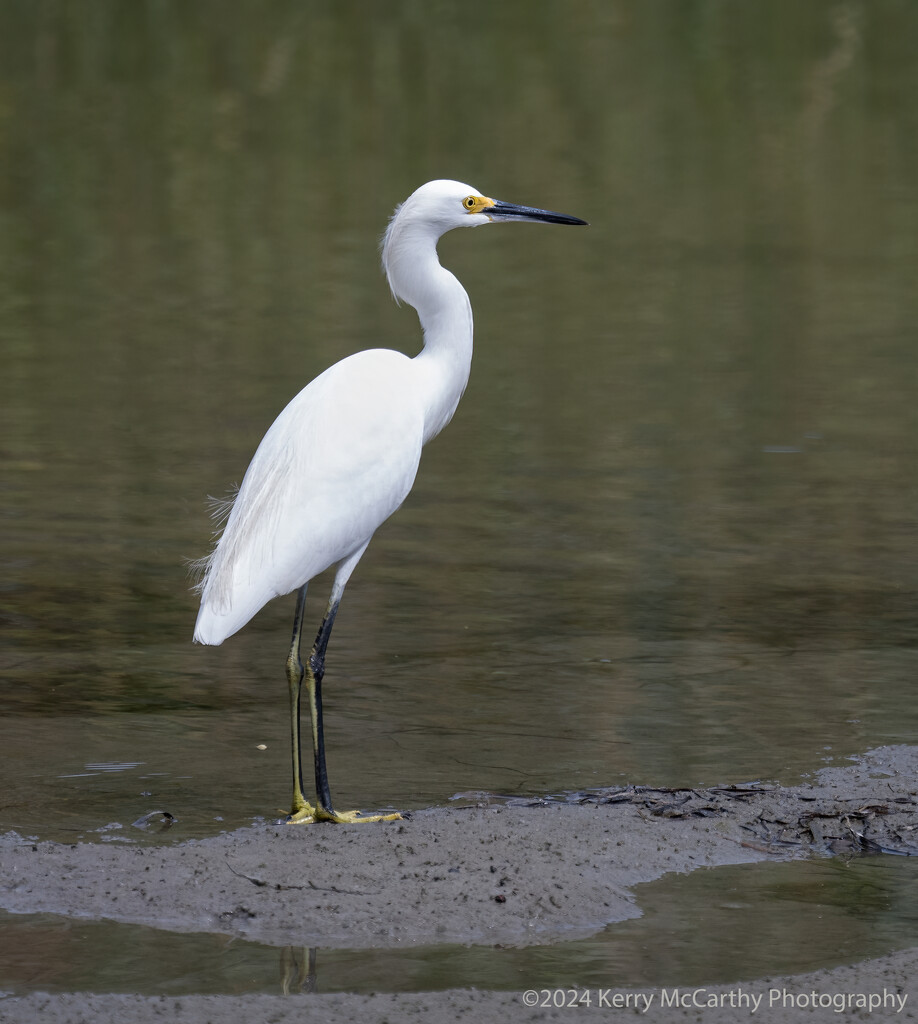 Looking pristine in the mud by mccarth1