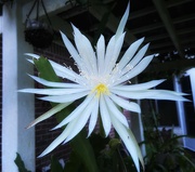 16th Sep 2024 - Night bloomer