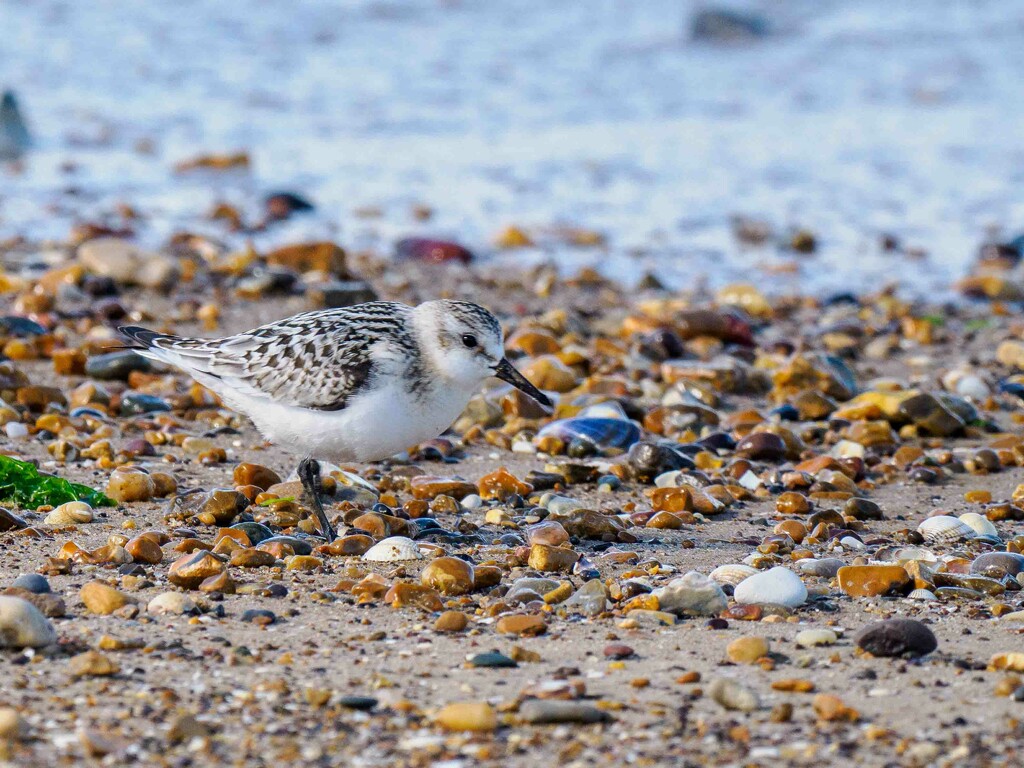 Sanderling  by padlock