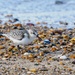 Sanderling  by padlock