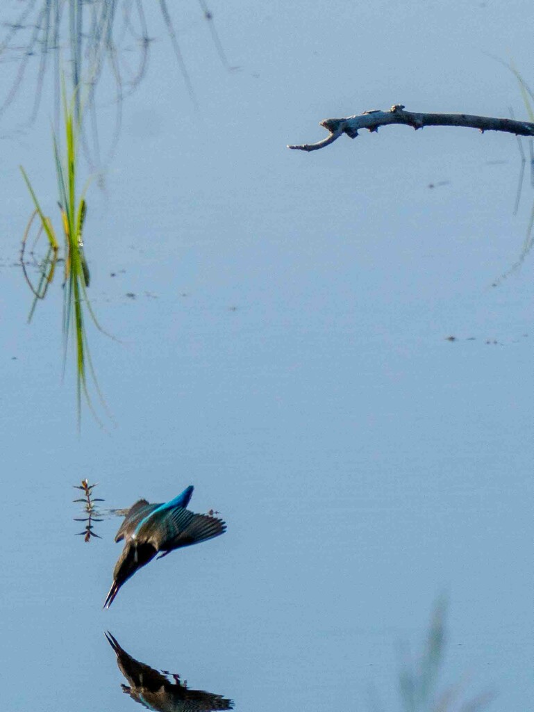 Kingfisher in action  by padlock