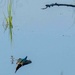 Kingfisher in action  by padlock